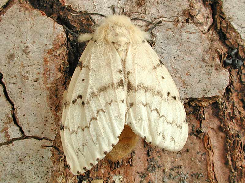 Schwammspinner  Lymantria dispar  Gypsy Moth