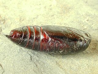 Gem�seeule Lacanobia (Mamestra) oleracea Bright-line Brown-eye (23480 Byte)