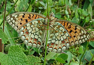 Mittlerer Perlmutterfalter Niobe Fritillary Argynnis (Speyeria) niobe (27555 Byte)