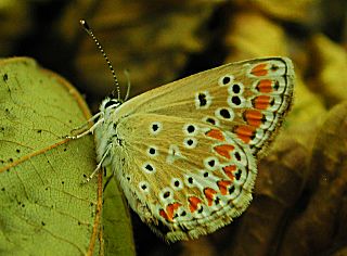 Kleiner Sonnenrschen-Bluling Polyommatus (Aricia) agestis Brown Argus (20313 Byte)