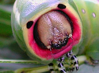 Kopf der Raupe Großer Gabelschwanz Cerura vinula Puss Moth (17863 Byte)