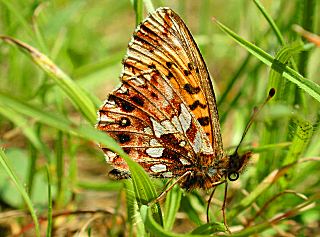 Magerrasen-Perlmutterfalter Boloria ( Clossiana ) dia Weaver's Fritillary (24937 Byte)