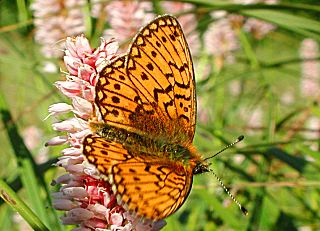 Randring-Perlmutterfalter Proclossiana ( Boloria ) eunomia Bog Fritillary  (24661 Byte)