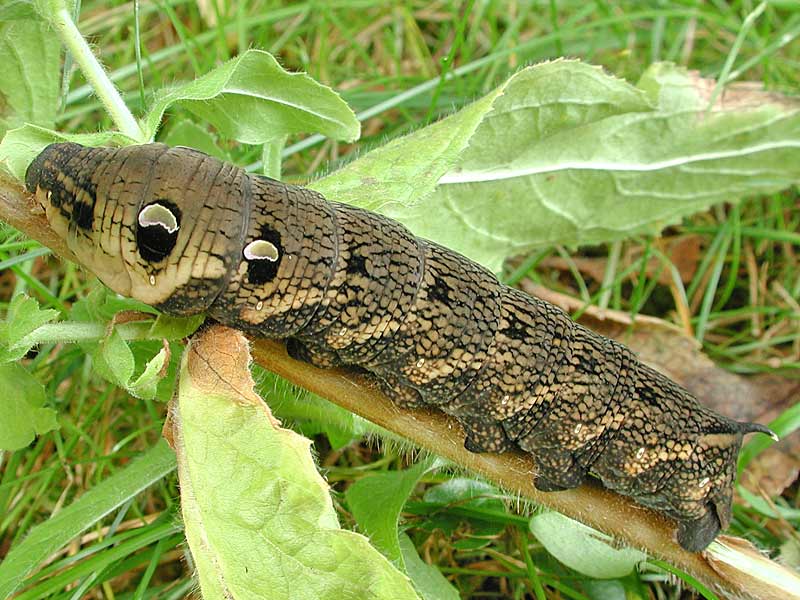 Mittlerer Weinschwrmer, Deilephila elpenor, Elephant Hawk-moth