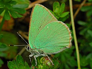 Grner Zipfelfalter Callophrys rubi Green Hairstreak