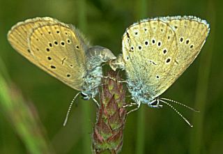 Paarung Heller Wiesenknopf-Ameisenbluling Glaucopsyche ( Maculinea ) teleius Scarce Large Blue