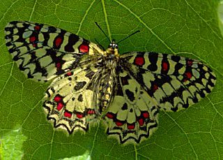 Spanischer Osterluzeifalter Zerynthia rumina Spanish Festoon 