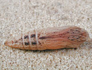 Puppe stlicher Osterluzeifalter Balkan-Osterluzeifalter Allancastria cerisy (22790 Byte)