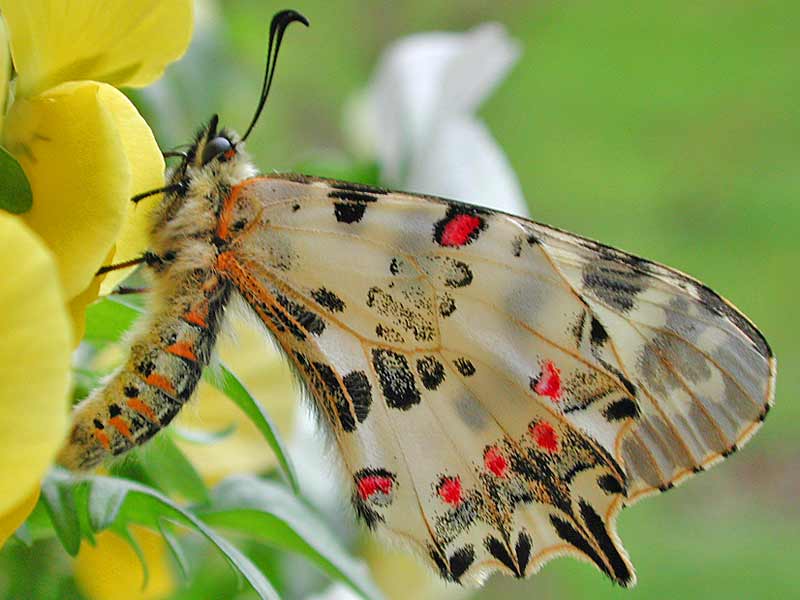 stlicher Osterluzeifalter Allancastria cerisy, Eastern Festoon, Balkan-Osterluzeifalter