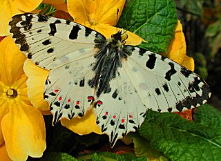 stlicher Osterluzeifalter Allancastria cerisy, Eastern Festoon, Balkan-Osterluzeifalter, A. cerisy