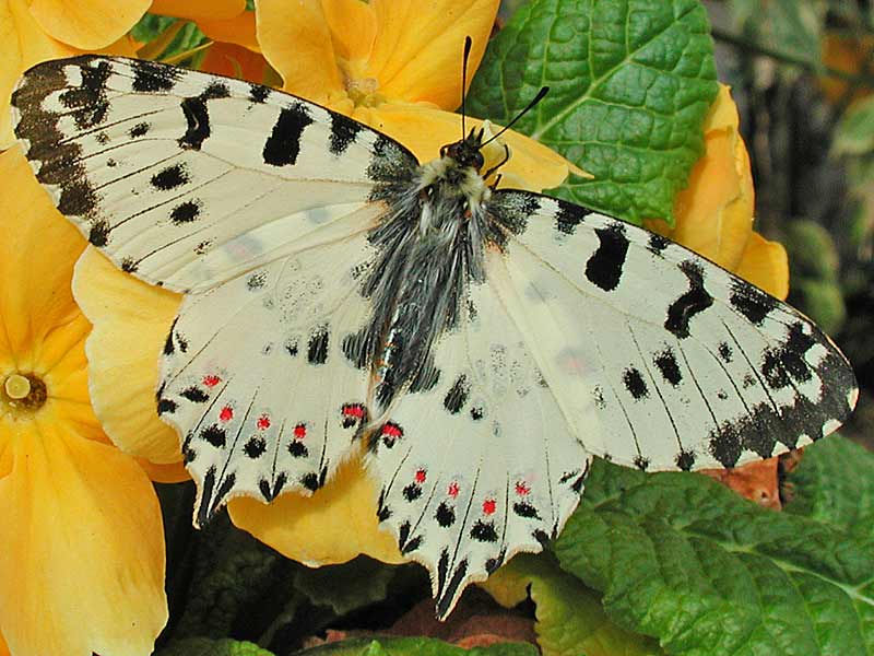 stlicher Osterluzeifalter Allancastria cerisy, Eastern Festoon, Balkan-Osterluzeifalter