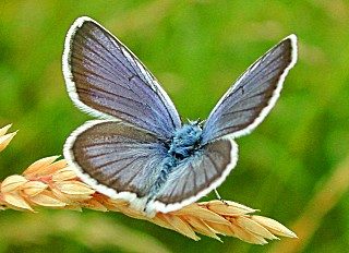 Geiklee-Blaeuling Argus-Blaeuling Plebeius argus Silver-studded Blue (28740 Byte)