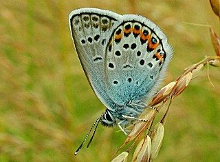 Argus-Bluling Geiklee-Bluling Silver-studded Blue Plebeius argus (27560 Byte)