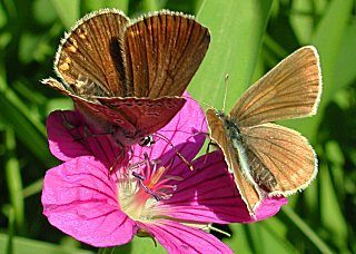 Storchschnabel-Bluling Polyommatus (Aricia) eumedon Geranium Argus