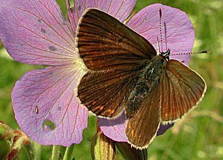 Storchschnabel-Bläuling Polyommatus (Aricia) eumedon Geranium Argus