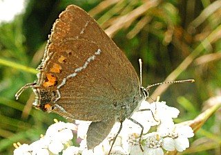 Kreuzdorn-Zipfelfalter Satyrium spini Blue-spot Hairstreak