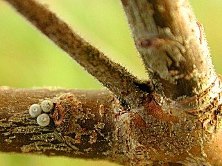 Eier Kreuzdorn-Zipfelfalter Satyrium spini Blue-spot Hairstreak (27263 Byte)