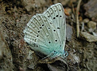 Mnnchen Zahnflgel-Bluling mnnlich Meleageria daphnis Meleager's Blue