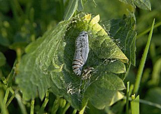 Puppe Malvendickkopffalter Carcharodus alceae Mallow Skipper (20627 Byte)