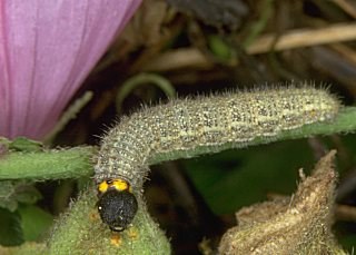 Raupe Malven-Dickkopffalter Carcharodus alceae Mallow Skipper (19086 Byte)