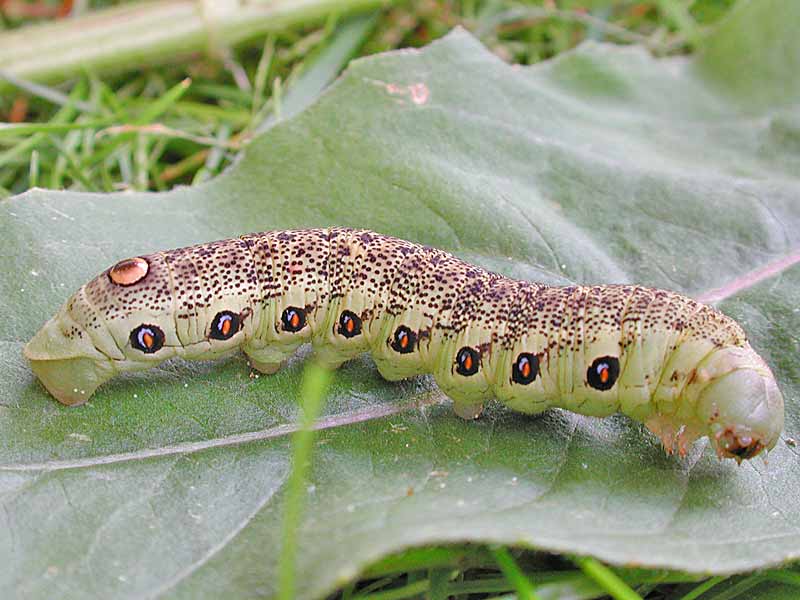 Nachtkerzenschwrmer Proserpinus proserpina Willowherb Hawk-moth