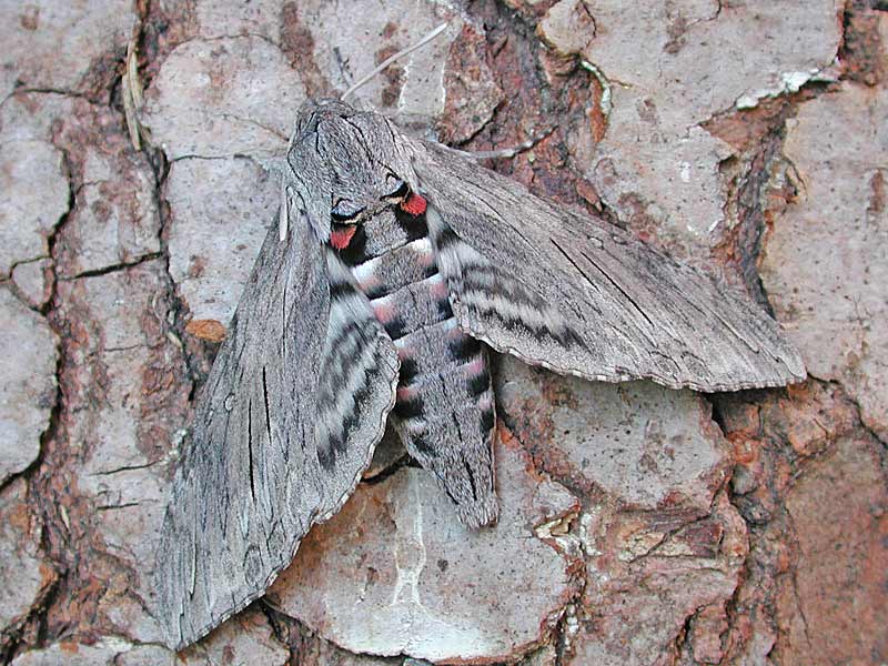 Windenschwrmer Agrius convolvuli Convolvulus Hawk-moth