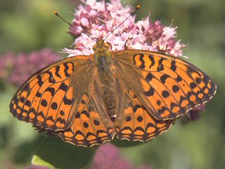 Weibchen Feuriger Perlmutterfalter Mrzveilchen-Perlmutterfalter Argynnis adippe Fabriciana  High Brown Fritillary