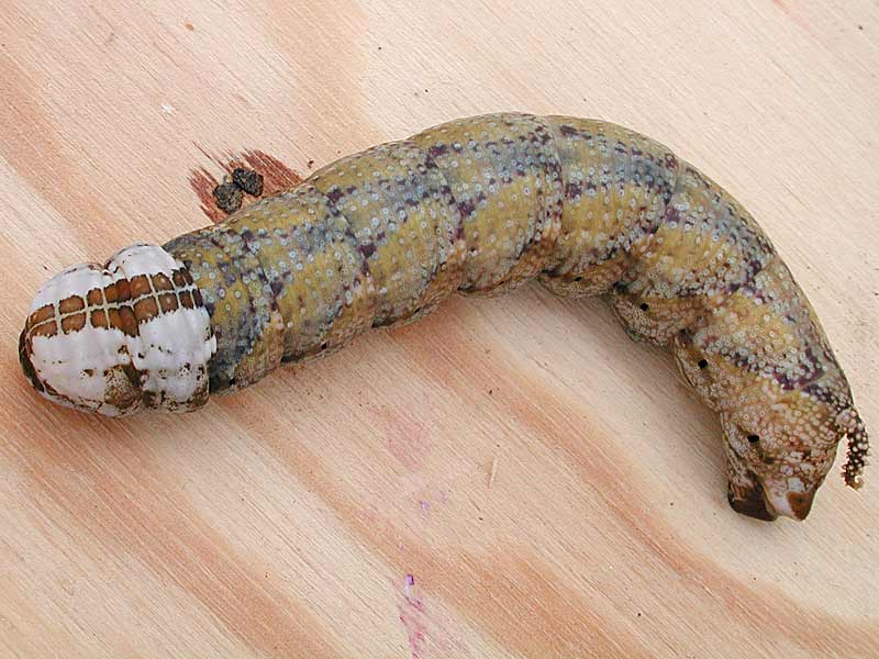 Totenkopfschwrmer Acherontia atropos Deathhead Hawk-moth