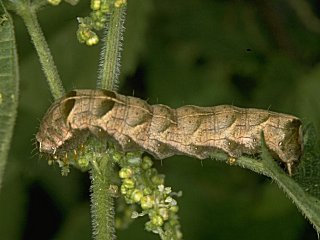 braune Raupe  Flohkrauteule  Melanchra persicariae  Dot Moth  (17972 Byte)