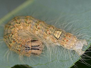 Schmetterlinge Raupen Bestimmen Familie Eulen Eulenfalter Noctuidae