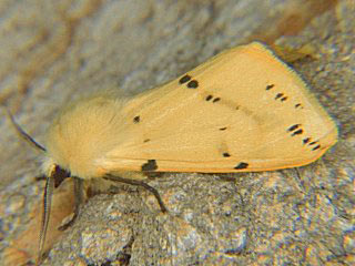 Gelber Fleckleibbär Gelbe Tigermotte Spilosoma luteum Buff Ermine (21739 Byte)