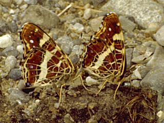 Landkrtchen   Araschnia levana   Map Butterfly  (23233 Byte)