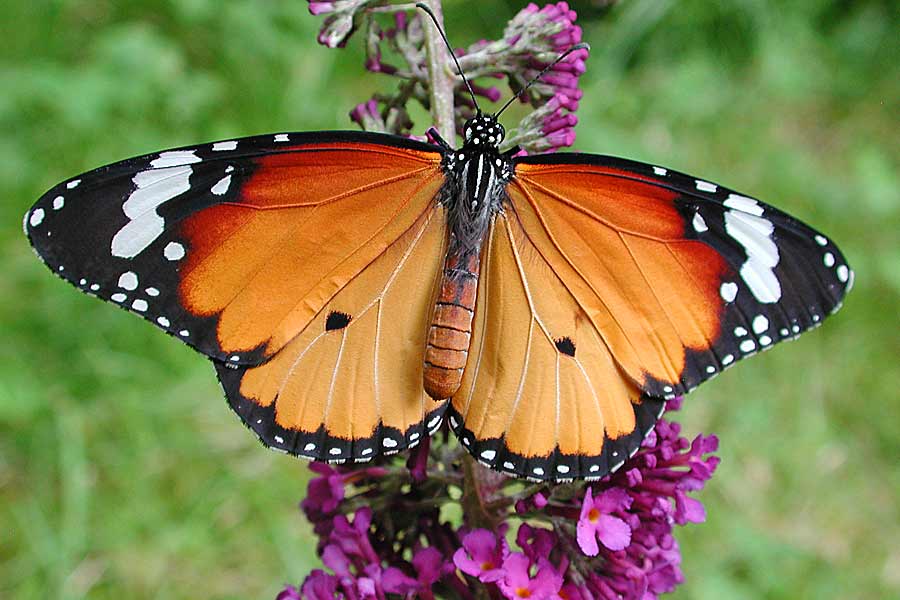 Afrikanischer Monarch Danaus (Anosia) chrysippus Plain Tiger