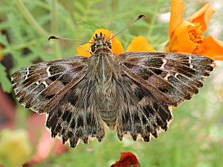 Malven-Dickkopffalter   Carcharodus alceae   Mallow Skipper (25374 Byte)
