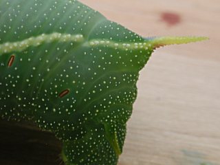 Raupe Pappelschwrmer   Poplar Hawk-moth   Laothoe populi