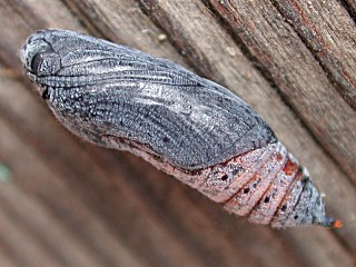 Puppe  Malven-Dickkopffalter  Carcharodus alceae   Mallow Skipper (27718 Byte)