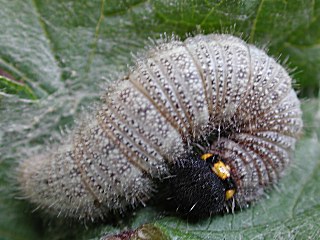 Raupe Malven-Dickkopffalter   Carcharodus alceae   Mallow Skipper (28645 Byte)