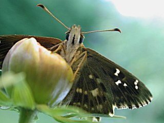 Malven-Dickkopffalter   Mallow Skipper   Carcharodus alceae (17496 Byte)