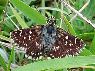 Roter Wrfel-Dickkopffalter   Spialia sertorius   Red Underwing Skipper (30546 Byte)