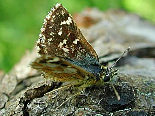 Roter Wrfel-Dickkopffalter   Red Underwing Skipper   Spialia sertorius (25738 Byte)