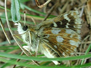 Roter Wrfel-Dickkopffalter   Spialia sertorius   Red Underwing Skipper (24012 Byte)