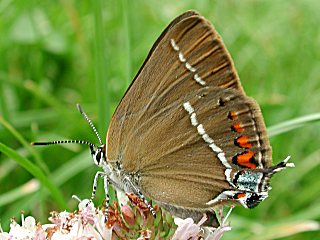 Kreuzdorn-Zipfelfalter Satyrium spini Blue-spot Hairstreak