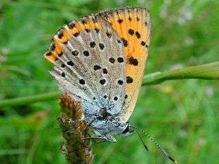Violetter Feuerfalter  Lycaena alciphron gordius   Purple-Shot Copper  (20998 Byte)