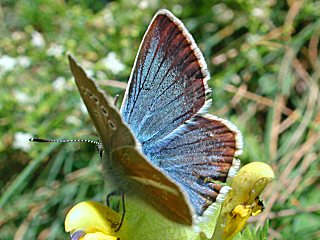 Mnnchen Weidolch-Bluling   Polyommatus ( Agrodiaetus ) damon   Damon Blue  (26009 Byte)