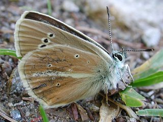 Mnnchen Weidolch-Bluling   Polyommatus ( Agrodiaetus ) damon  Damon Blue (24587 Byte)