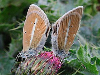 Weidolch-Bluling   Polyommats ( Agrodiaetus ) damon   Damon Blue