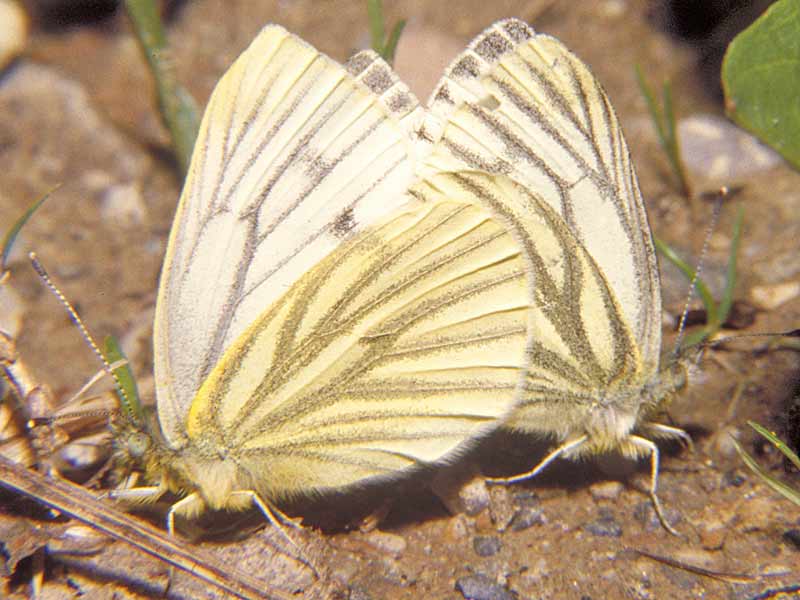 Grnader-Weiling Rapsweiling   Pieris napi   Green-veined White