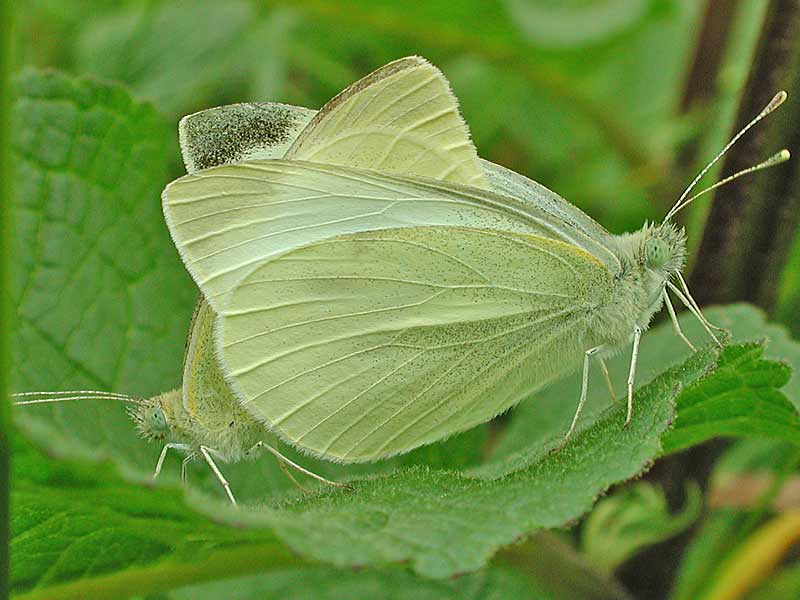 Kleiner Kohlweiling   Pieris rapae   Small White