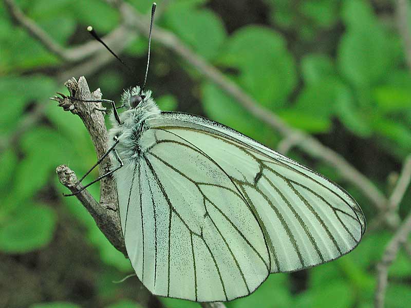 Baumweiling Aporia crataegi Black-veined White