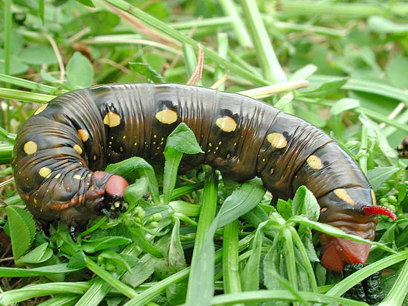 Labkrautschwrmer   Hyles gallii   Bedstraw Hawk-moth 